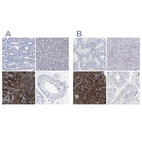Immunohistochemical staining of human kidney, liver, pancreas and testis using Anti-CPA2 antibody HPA020342 (A) shows similar protein distribution across tissues to independent antibody HPA021317 (B).