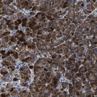 Immunohistochemical staining of human pancreas shows strong cytoplasmic positivity in exocrine glandular cells.