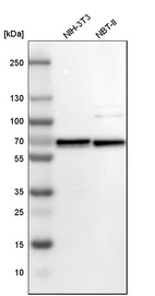 Western blot analysis in mouse cell line NIH-3T3 and rat cell line NBT-II.