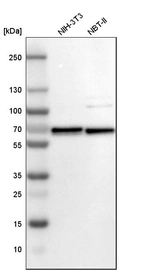 Western blot analysis in mouse cell line NIH-3T3 and rat cell line NBT-II.