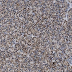 Immunohistochemical staining of human pancreas shows moderate granular cytoplasmic positivity in exocrine glandular cells.
