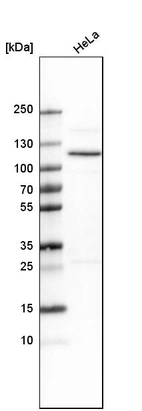 Western blot analysis in human cell line HeLa.