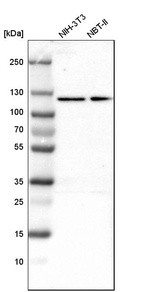 Western blot analysis in mouse cell line NIH-3T3 and rat cell line NBT-II.