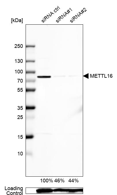 Anti-METTL16 Antibody