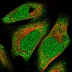 Immunofluorescent staining of human cell line U-2 OS shows localization to nucleoplasm & cytosol.