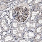 Anti-TSPAN33 Antibody