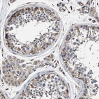Immunohistochemical staining of human testis shows moderate cytoplasmic positivity in cells in seminiferous ducts and leydig cells.