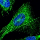 Immunofluorescent staining of human cell line U-251 MG shows localization to microtubules.