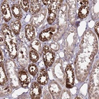 Anti-PRODH Antibody