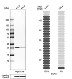 Western blot analysis in human cell lines A-431 and HeLa using Anti-PSPH antibody. Corresponding PSPH RNA-seq data are presented for the same cell lines. Loading control: Anti-PPIB.