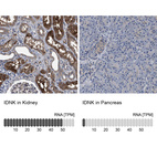 Anti-IDNK Antibody