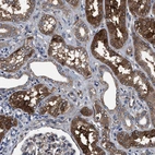 Immunohistochemical staining of human kidney shows high expression.
