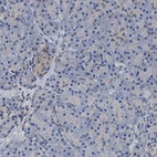 Immunohistochemical staining of human pancreas shows low expression as expected.