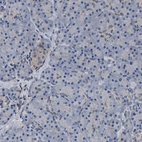Immunohistochemical staining of human pancreas shows low expression as expected.