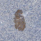 Immunohistochemical staining of human pancreas shows strong cytoplasmic positivity in islets of Langerhans.