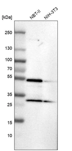 Western blot analysis in rat cell line NBT-II and mouse cell line NIH-3T3.