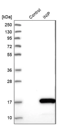Western blot analysis in control (vector only transfected HEK293T lysate) and INIP over-expression lysate (Co-expressed with a C-terminal myc-DDK tag (~3.1 kDa) in mammalian HEK293T cells, LY412020).
