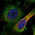 Immunofluorescent staining of human cell line U-251 MG shows localization to cytosol.