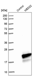 Western blot analysis in control (vector only transfected HEK293T lysate) and MED22 over-expression lysate (Co-expressed with a C-terminal myc-DDK tag (~3.1 kDa) in mammalian HEK293T cells, LY405682).