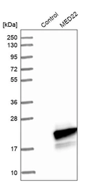 Western blot analysis in control (vector only transfected HEK293T lysate) and MED22 over-expression lysate (Co-expressed with a C-terminal myc-DDK tag (~3.1 kDa) in mammalian HEK293T cells, LY405682).