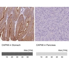 Anti-CAPN9 Antibody