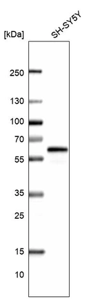 Western blot analysis in human cell line SH-SY5Y.