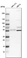 Anti-RSBN1L Antibody