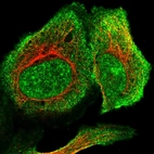 Immunofluorescent staining of human cell line U-2 OS shows localization to nuclear speckles & plasma membrane.