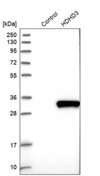 Western blot analysis in control (vector only transfected HEK293T lysate) and HDHD3 over-expression lysate (Co-expressed with a C-terminal myc-DDK tag (~3.1 kDa) in mammalian HEK293T cells, LY410593).