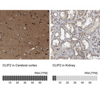 Anti-CLIP2 Antibody