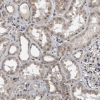 Immunohistochemical staining of human kidney shows low expression as expected.