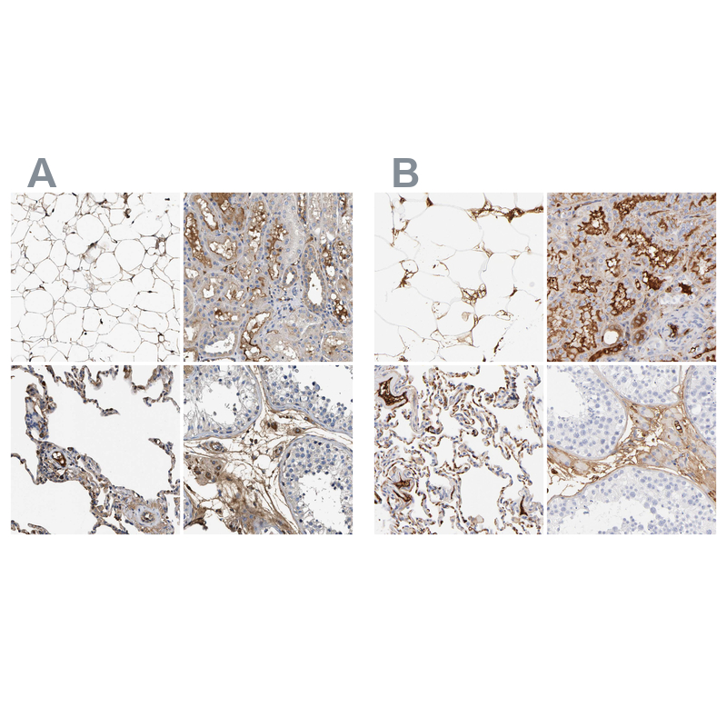 Anti-C3 Antibody