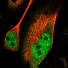 Immunofluorescent staining of human cell line U-251 MG shows localization to nucleoplasm.