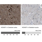 Anti-NCKAP1 Antibody