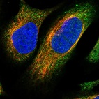 Immunofluorescent staining of human cell line U-2 OS shows localization to cytosol.