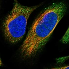 Immunofluorescent staining of human cell line U-2 OS shows localization to cytosol.