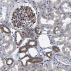 Immunohistochemical staining of human kidney shows moderate cytoplasmic positivity in cells in tubules and cells in glomeruli.