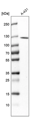 Western blot analysis in human cell line A-431.