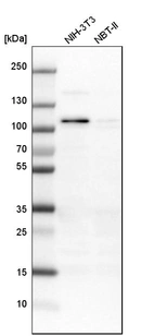 Western blot analysis in mouse cell line NIH-3T3 and rat cell line NBT-II.