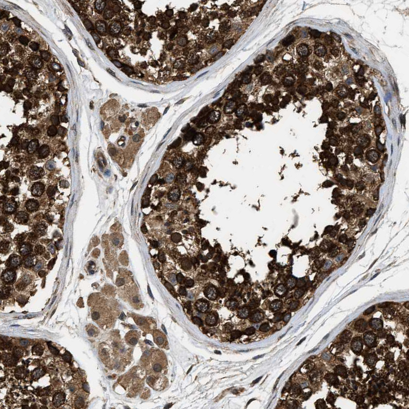 Anti-DNAJC2 Antibody