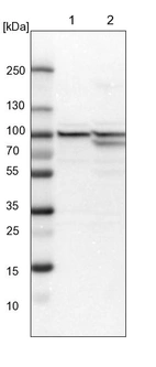 Lane 1: NIH-3T3 cell lysate (Mouse embryonic fibroblast cells)_br/_Lane 2: NBT-II cell lysate (Rat Wistar bladder tumour cells)