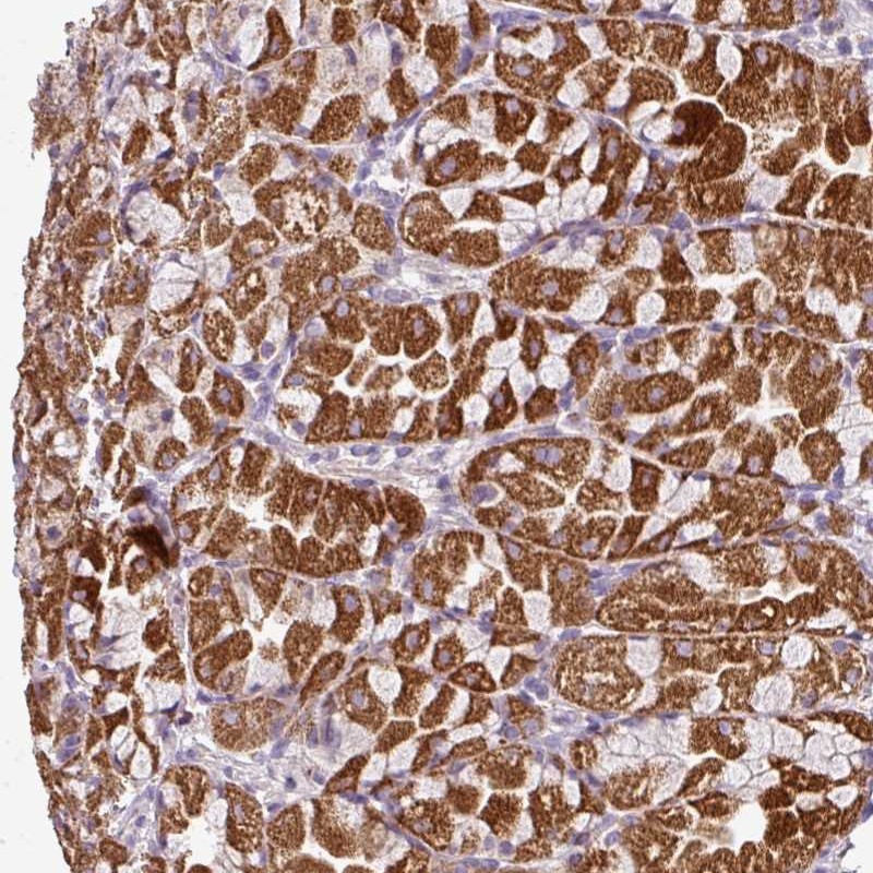 Anti-MPP6 Antibody