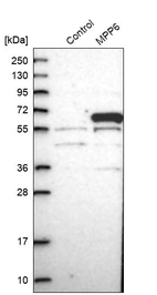 Western blot analysis in control (vector only transfected HEK293T lysate) and MPP6 over-expression lysate (Co-expressed with a C-terminal myc-DDK tag (~3.1 kDa) in mammalian HEK293T cells, LY402551).