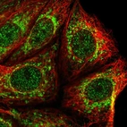 Immunofluorescent staining of human cell line MCF7 shows localization to nucleoplasm & mitochondria.