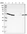 Anti-KLHDC1 Antibody