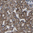Immunohistochemical staining of human liver using Anti-NDUFV3 antibody HPA020463.