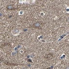 Immunohistochemical staining of human cerebral cortex using Anti-NDUFV3 antibody HPA020463.