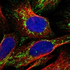 Immunofluorescent staining of human cell line U-2 OS shows localization to mitochondria.