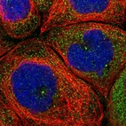 Immunofluorescent staining of human cell line A-431 shows localization to cytosol & centrosome.