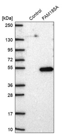 Western blot analysis in control (vector only transfected HEK293T lysate) and FAM185A over-expression lysate (Co-expressed with a C-terminal myc-DDK tag (~3.1 kDa) in mammalian HEK293T cells, LY428775).